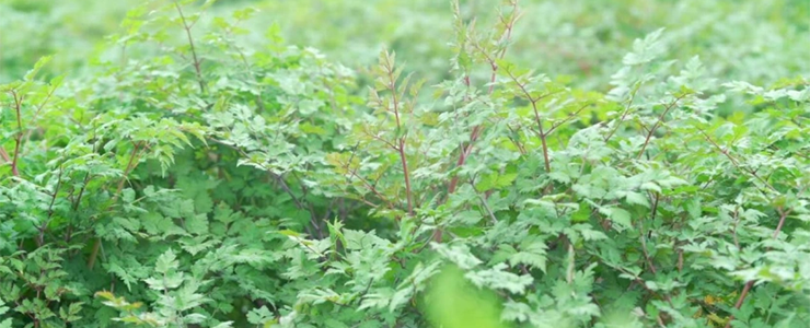 Angelica sinensis