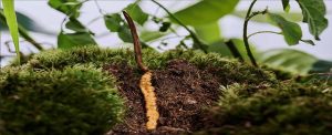 Cordyceps