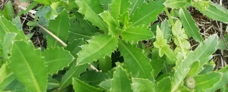 Field Thistle