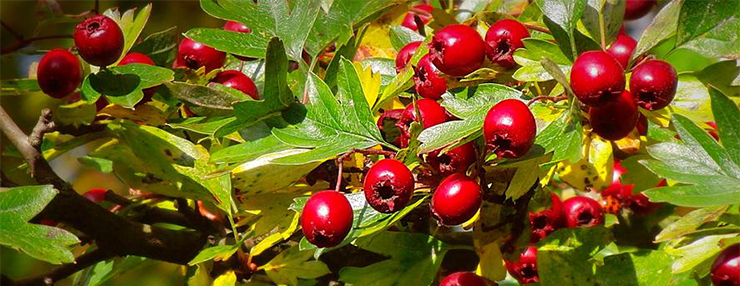 Hawthorn