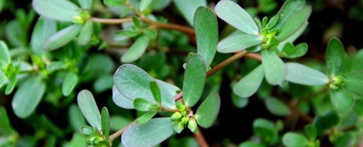 Purslane
