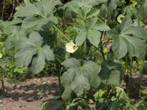 Okra