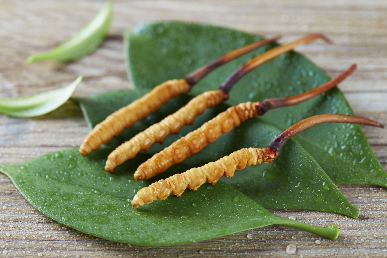 Cordyceps 1 Cordyceps