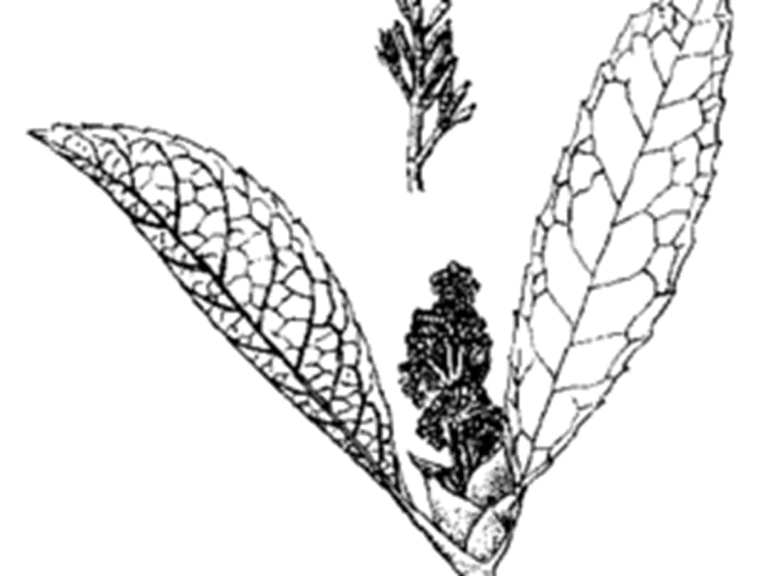 Leaves of Dense haired Peach leaved Aucuba Leaves of Dense-haired Peach-leaved Aucuba