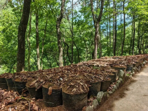 Kangxian Under-forest Gastrodia elata Base