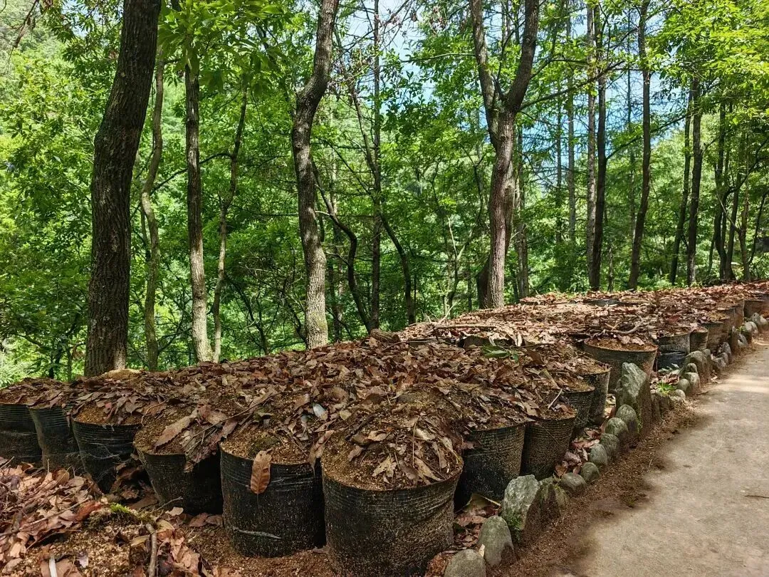 Kangxian Under-forest Gastrodia elata Base