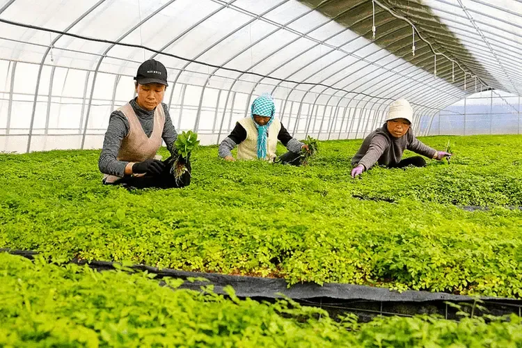Min County Dong Quai Chinese Medicinal Herb Seedling Base