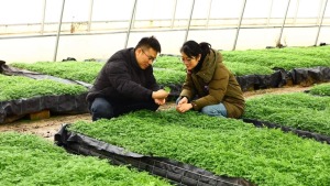 Min County Dong Quai GAP Chinese Medicinal Herb Base