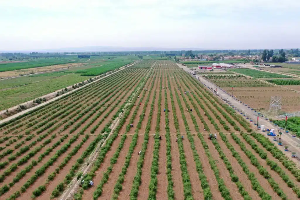 Zhongning Goji Berry Industrial Park 2 Chinas goji industry Zhongning Goji Berry Industrial Park