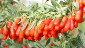 Zhongning County, Hometown of Chinese Goji Berries