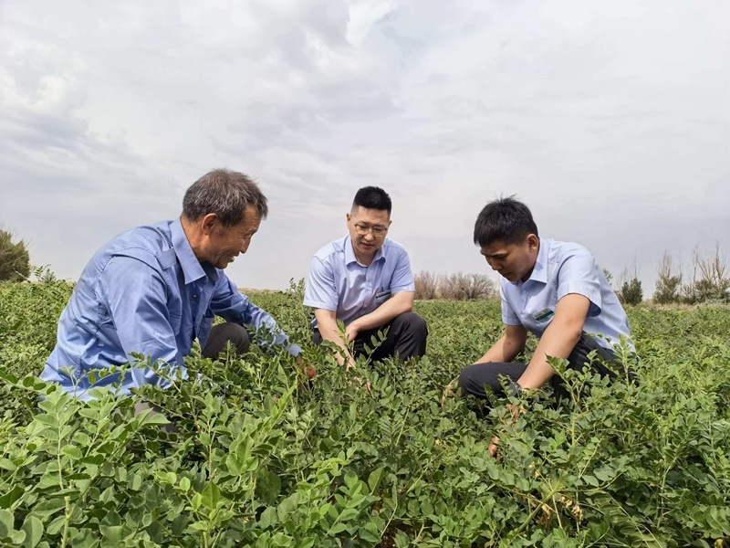 Minqin Licorice Minqin Licorice: GI-Protected Chinese Herbal Treasure from the Desert