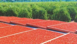 Ningxia Goji Berry