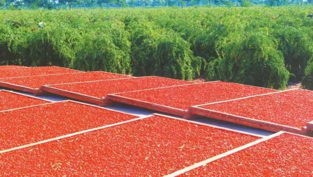 Ningxia Goji Berry