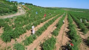 The Ten Largest Goji Berry Plantation Bases in China