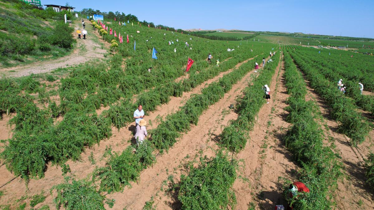 The Ten Largest Goji Berry Plantation Bases in China