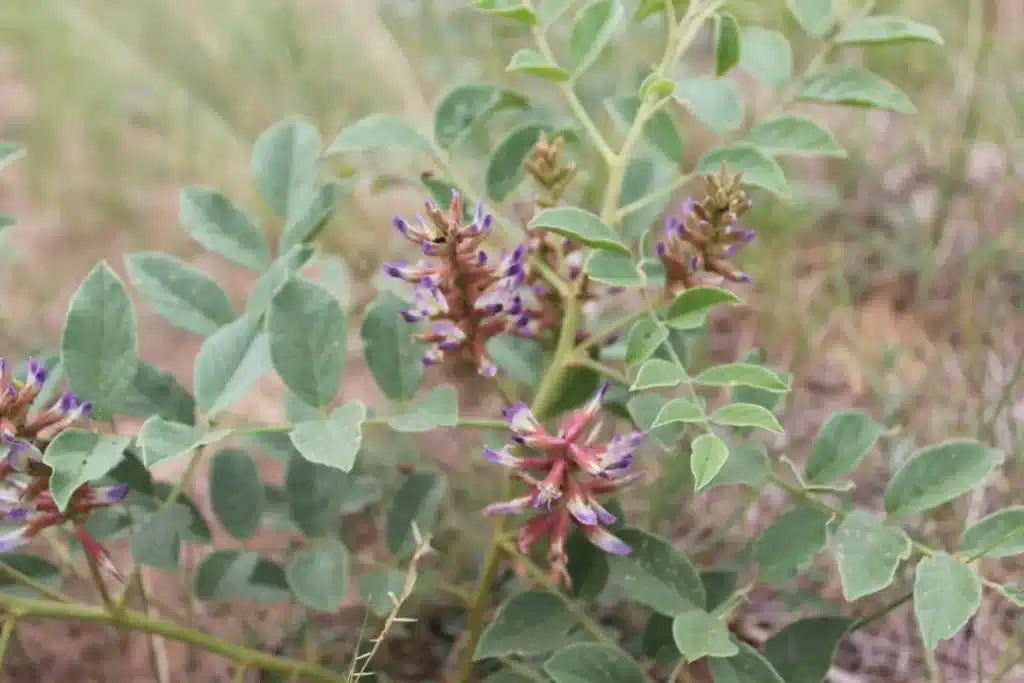 Wild Inner‑Mongolia Licorice (Liangwai Licorice) 2 Wild Liang‑wai Glycyrrhiza uralensis Wild Inner‑Mongolia Licorice (Liangwai Licorice)