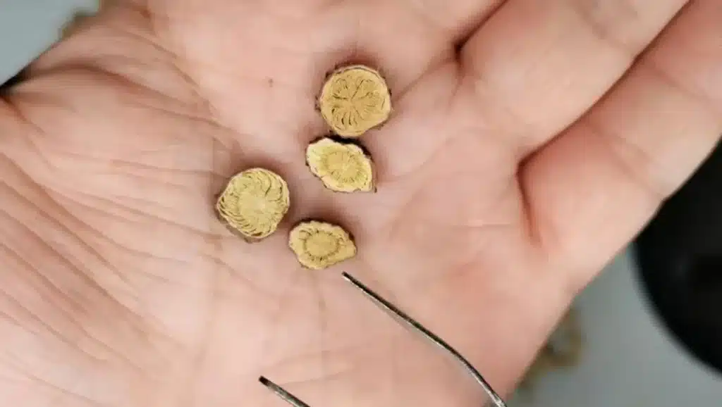 How to Identify Quality Licorice: Wild, Cultivated, and Counterfeit Types 1 Wild‑Harvested Licorice How to Identify Quality Licorice: Wild, Cultivated, and Counterfeit Types