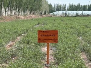 Xinjiang Licorice Xinjiang Licorice: Standardized Desert‑Oasis Medicinal Herb Base