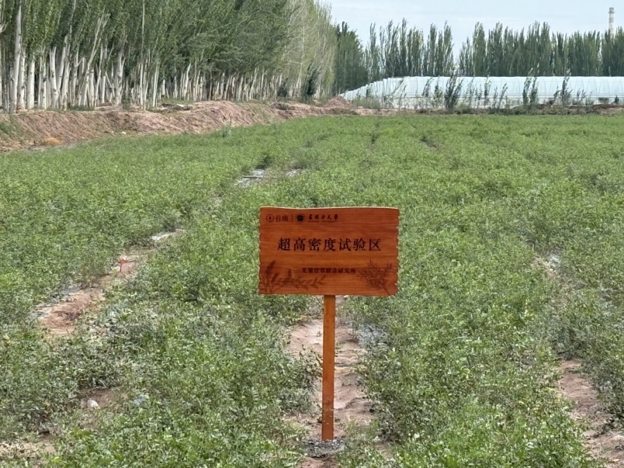 Xinjiang Licorice Xinjiang Licorice: Standardized Desert‑Oasis Medicinal Herb Base