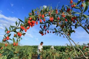 Xizan Ecological Goji Berry Manor in Zhongning County