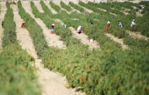 Zhongning Goji Berry Industrial Park