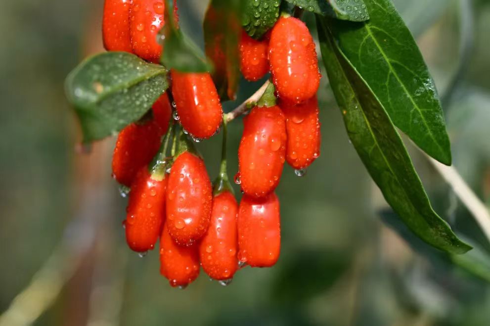 Zhongning Goji Berry Zhongning Goji Berry:China’s Famous Geographical Indication Product