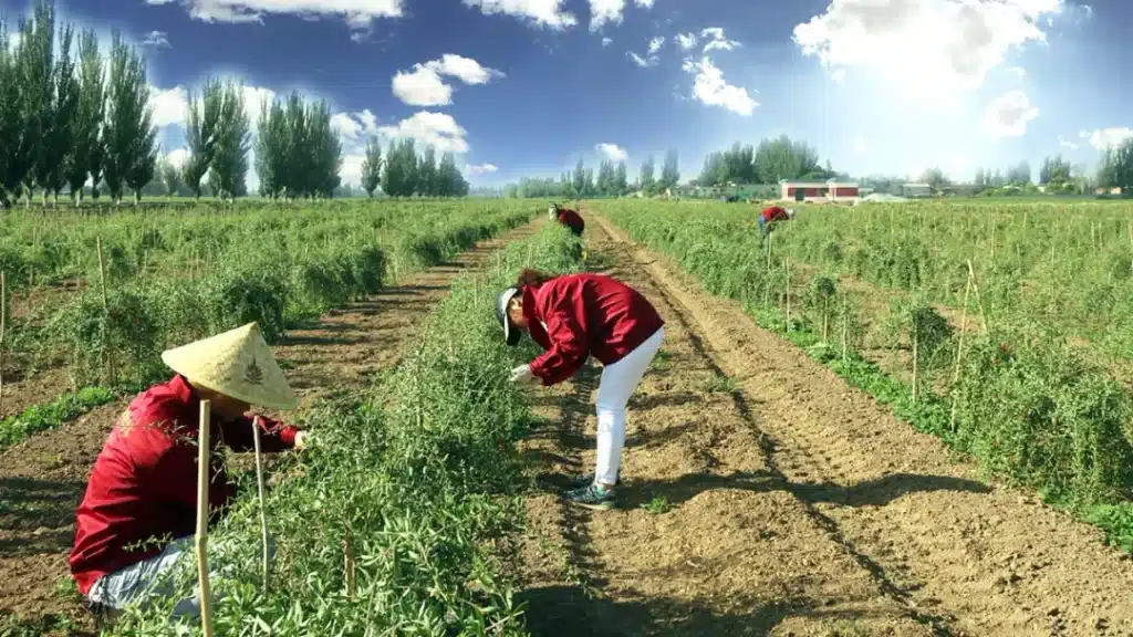 Zhongning County, Hometown of Chinese Goji Berries 2 Zhongnings goji planting Zhongning County, Hometown of Chinese Goji Berries