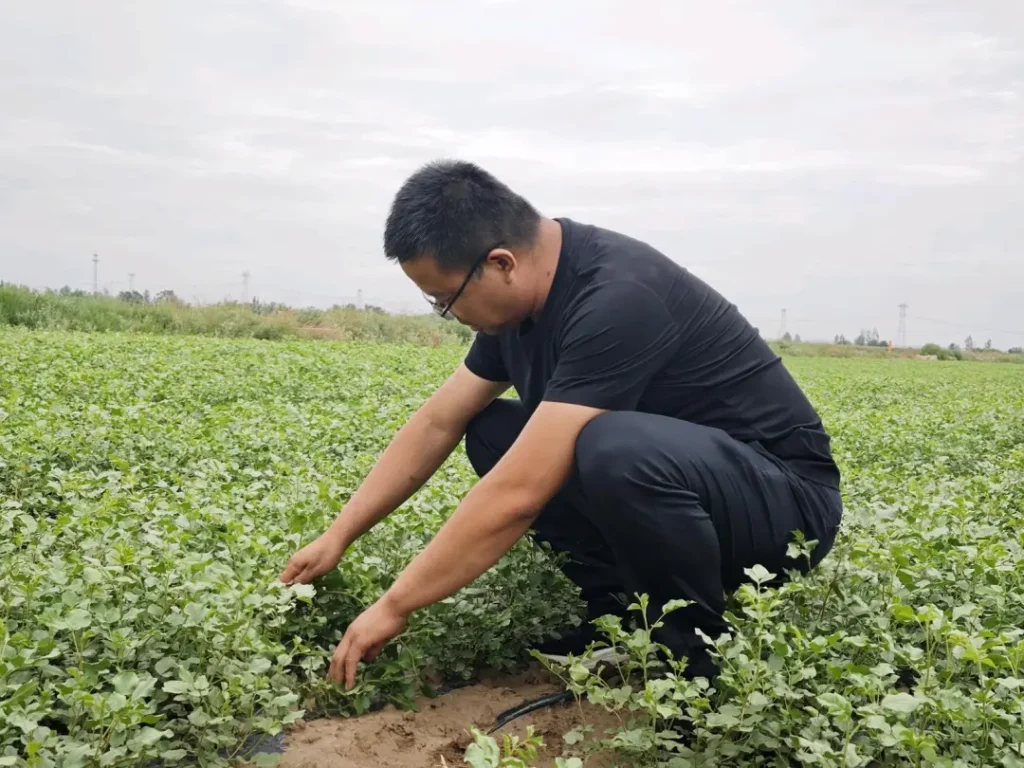 Gulang Licorice: Standardized Desert‑Oasis Medicinal Herb Base 2 gansu Gulang Licorice Gulang Licorice: Standardized Desert‑Oasis Medicinal Herb Base
