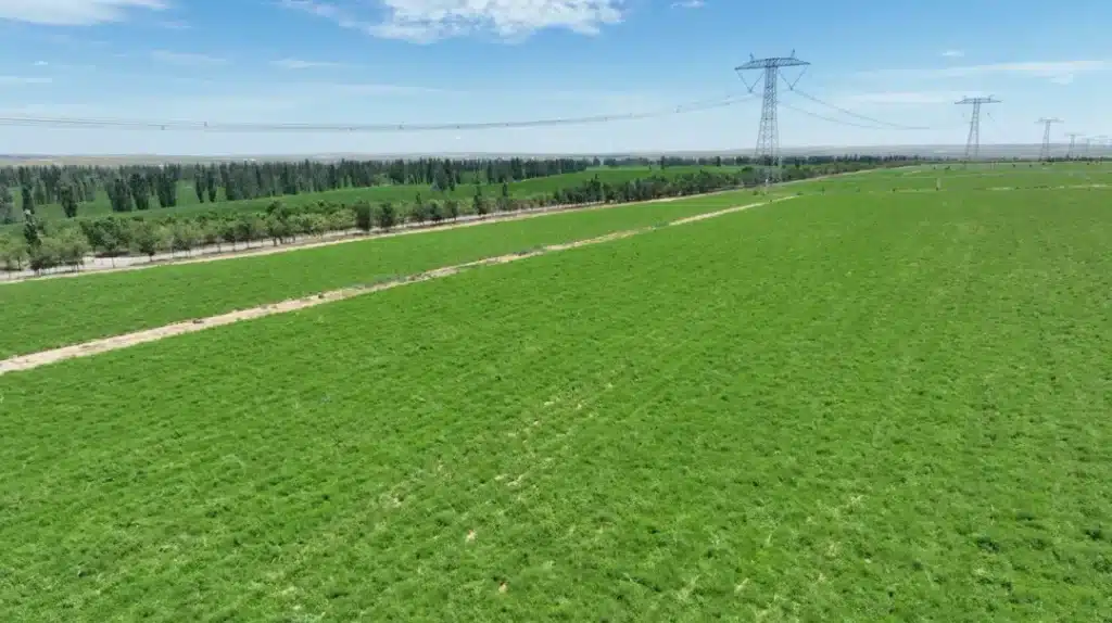 Yanchi Licorice: Geographical Indication Herb Base in Ningxia 2 ningxia Yanchi Licorice Yanchi Licorice: Geographical Indication Herb Base in Ningxia