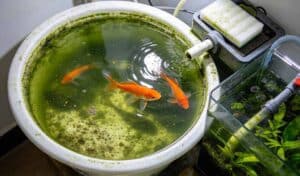 A Story About Keeping Goldfish